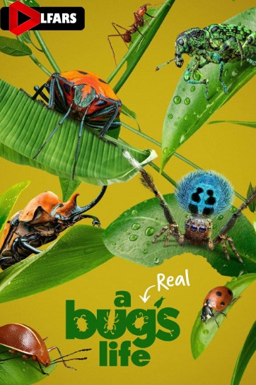 زندگی واقعی یک حشره 